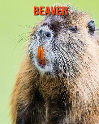 Book cover for Beaver