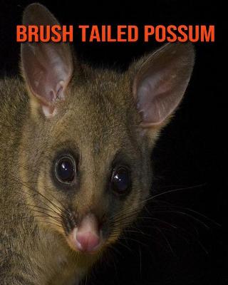 Book cover for Brush Tailed Possum