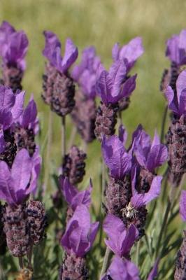 Cover of Journal Flowers Pretty Lavender