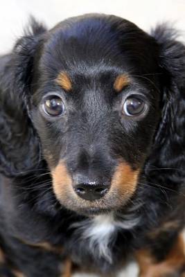 Book cover for Miniature Dachshund Puppy Journal