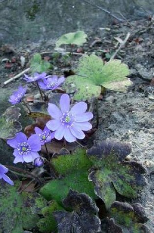 Cover of Hepatica Transsylvanica, for the Love of Flowers