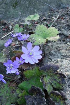 Book cover for Hepatica Transsylvanica, for the Love of Flowers