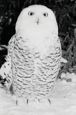 Cover of Journal Winter Snow Owl