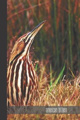 Book cover for american bittern