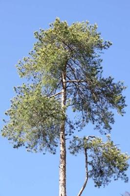 Book cover for Notebook Reforestation and the Treasure of Trees