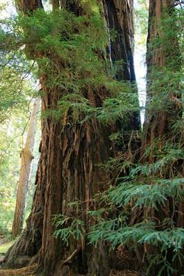 Book cover for Giant Redwood Trees (for the Love of Nature)