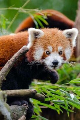 Cover of Are You Talking to Me Said the Red Panda