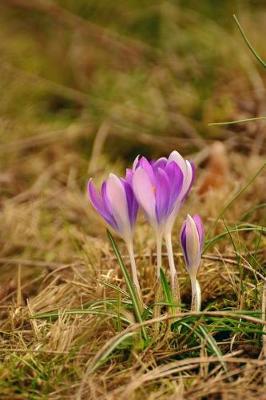 Book cover for Purple and White Crocus Flowers Sprouting in Spring Journal