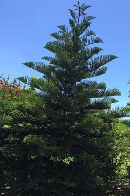 Book cover for Norfolk Island Pine Tree Journal