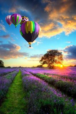 Book cover for Hot Air Balloons Flying Over Lavender Fields Journal