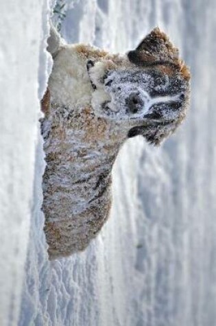 Cover of Saint St Bernard Dog Laying in the Snow Journal