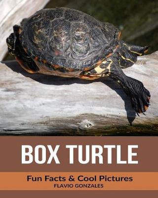 Book cover for Box Turtle