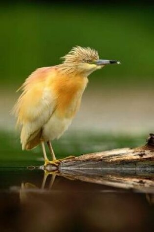 Cover of Squacco Heron (Ardeola Ralloides) Bird Journal