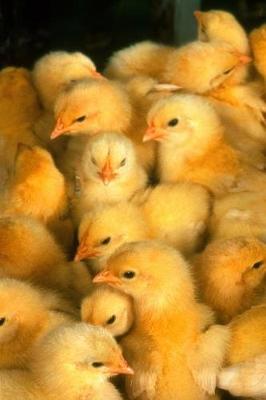 Cover of Farm Journal Cute Baby Yellow Spring Chicks