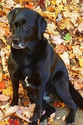 Book cover for 2020 Daily Planner Black Labrador Retriever Dog Fall Leaves 388 Pages