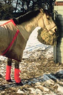 Book cover for 2020 Daily Planner Horse Photo Equine Blanketed Horse Winter 388 Pages