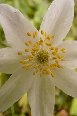 Book cover for Wood Anemone Flower Journal