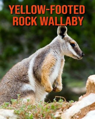 Book cover for Yellow-Footed Rock Wallaby