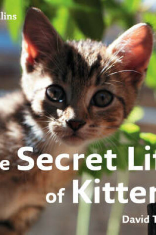 Cover of The Secret Life of Kittens