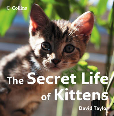 Book cover for The Secret Life of Kittens