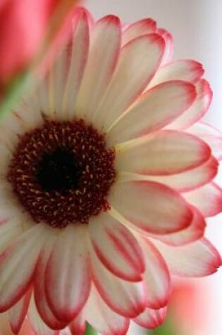 Cover of White and Pink Gerbera Daisy Journal