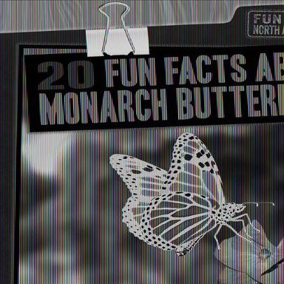 Book cover for 20 Fun Facts about Monarch Butterflies
