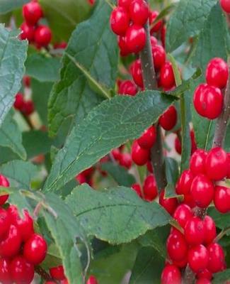 Cover of Christmas Berries Greens Holiday Red White Colors School Comp Books 130 Pages