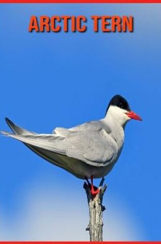 Cover of Arctic Tern