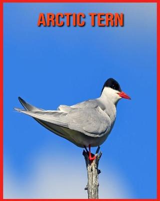 Book cover for Arctic Tern