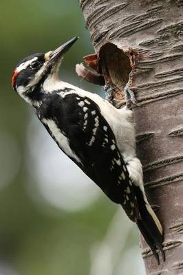 Book cover for Hairy Woodpecker Journal