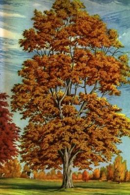 Cover of Journal Autumn Tree Fall Foliage Painting