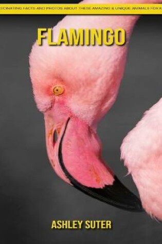 Cover of Flamingo