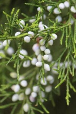 Cover of White Berries - Blank Notebook