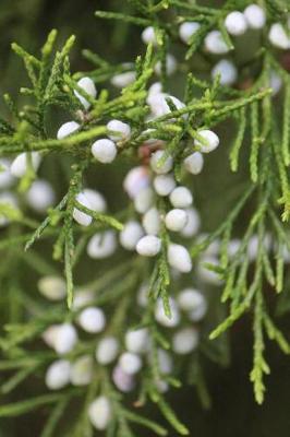 Book cover for White Berries - Blank Notebook