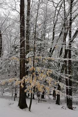 Book cover for Journal Winter Snowstorm Photography