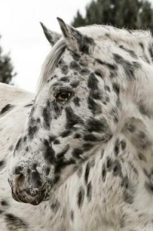 Cover of Appaloosa Horse Portrait Equestrian Journal