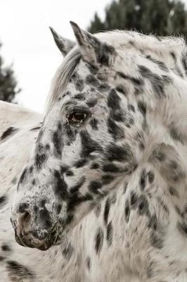 Book cover for Appaloosa Horse Portrait Equestrian Journal