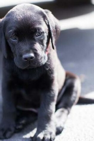 Cover of A Cute Little Black Lab Puppy Sitting on the Street Journal