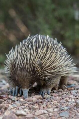 Cover of Echidna (Spiny Anteater) on a Walk Journal