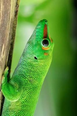 Book cover for Brilliant Green Madagascar Day Gecko Journal