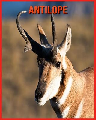 Book cover for Antilope