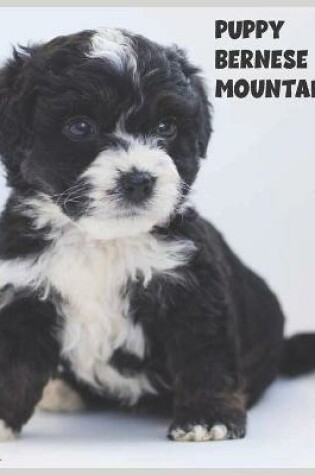 Cover of Bernese Mountain Dog Puppy 2022 Calendar