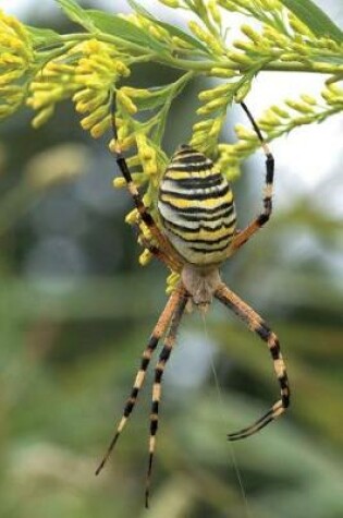 Cover of Wasp Spider (Argiope Bruennichi) in Japan Journal