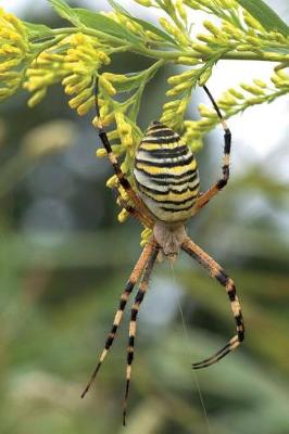 Book cover for Wasp Spider (Argiope Bruennichi) in Japan Journal