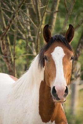 Book cover for American Paint Horse Portrait Journal