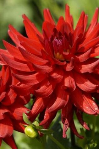 Cover of Red Dahlia Blooming, for the Love of Flowers