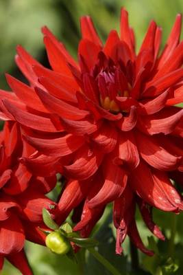 Book cover for Red Dahlia Blooming, for the Love of Flowers