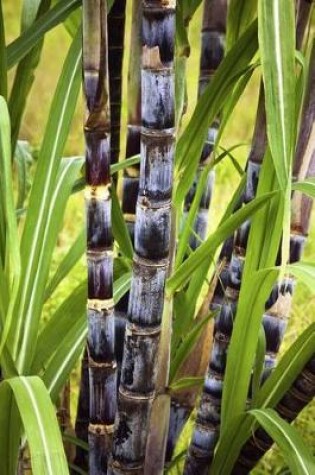 Cover of Sugar Cane Plant Journal