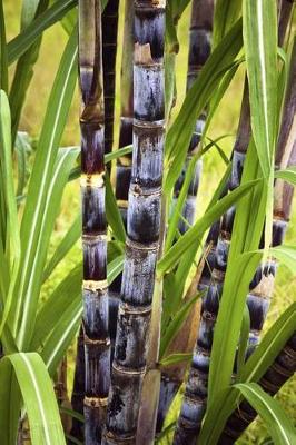 Book cover for Sugar Cane Plant Journal