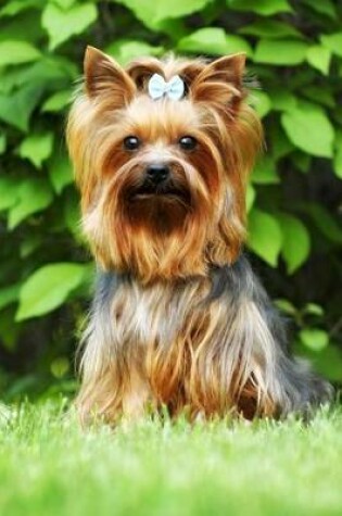 Cover of Adorable Little Yorkshire Terrier with a Blue Bow Dog Journal